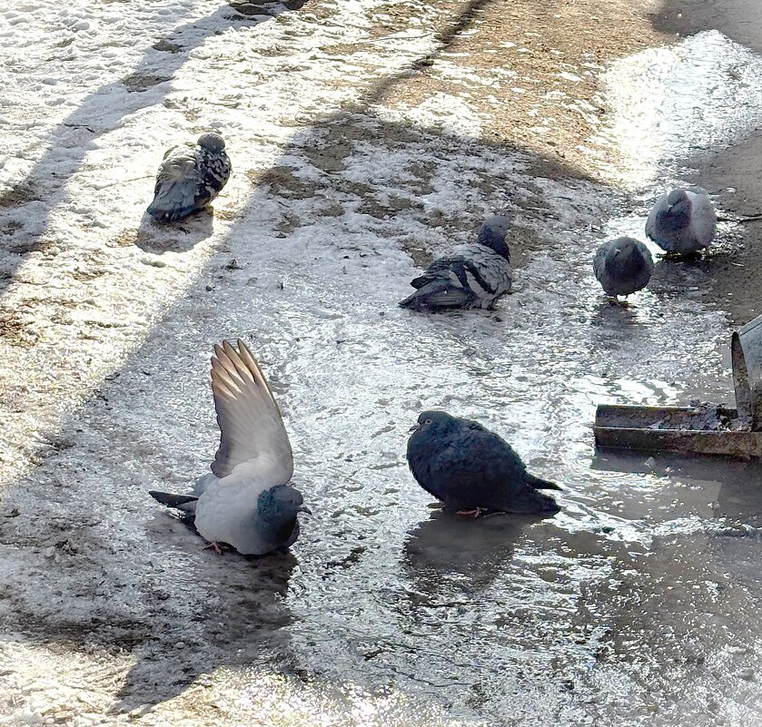 Привет весне! - Мария - Maria