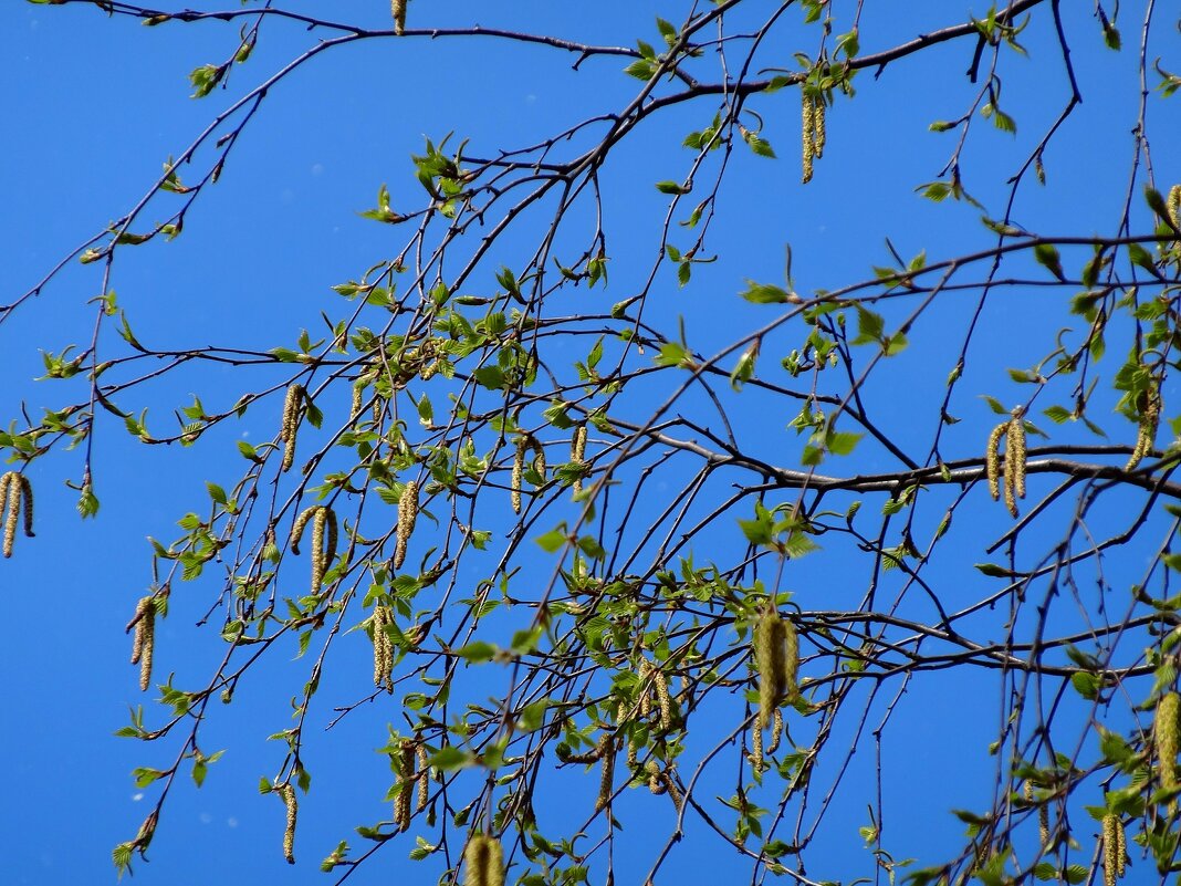 Березка весенняя - Наталья ***