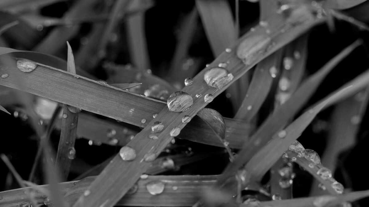 Все те же капитошки - Владимир 