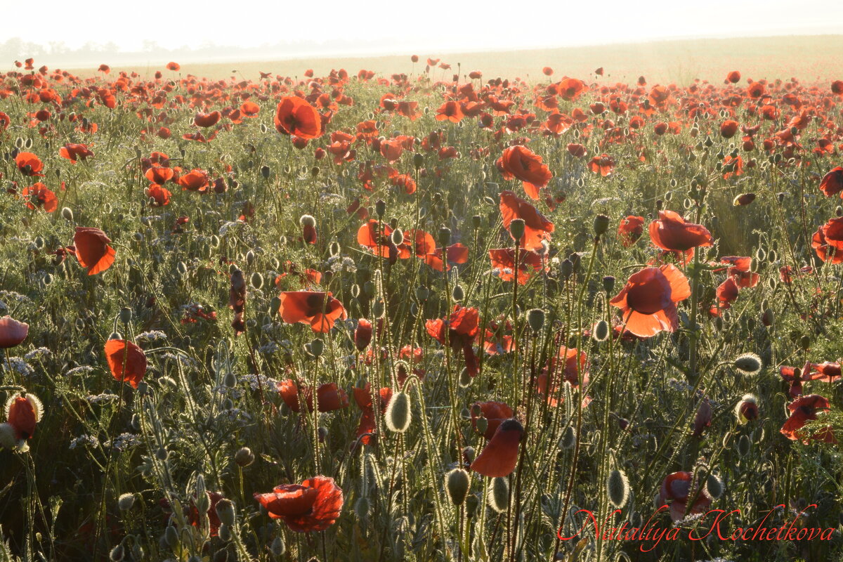 Природа Крыма - Изумительная Космея