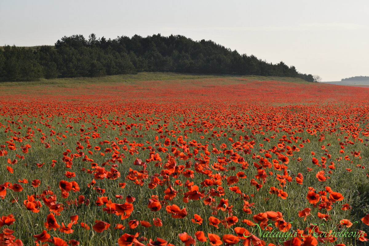 Природа Крыма - Изумительная Космея