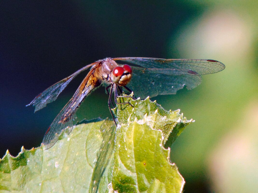 Попрыгунья-стрекоза. - nadyasilyuk Вознюк