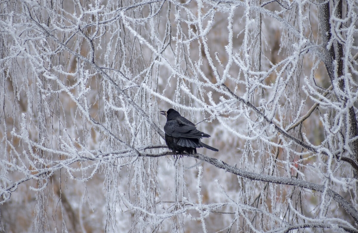 Весна! Ау! - Наталья Димова