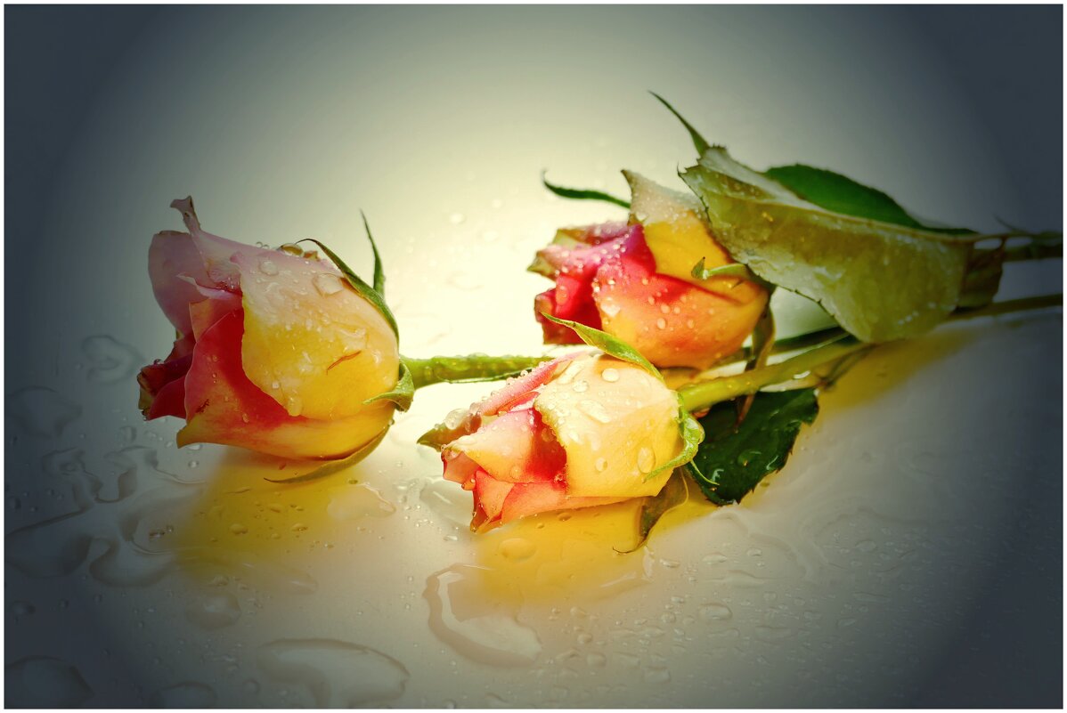 РОЗЫ... - Elvira E. 