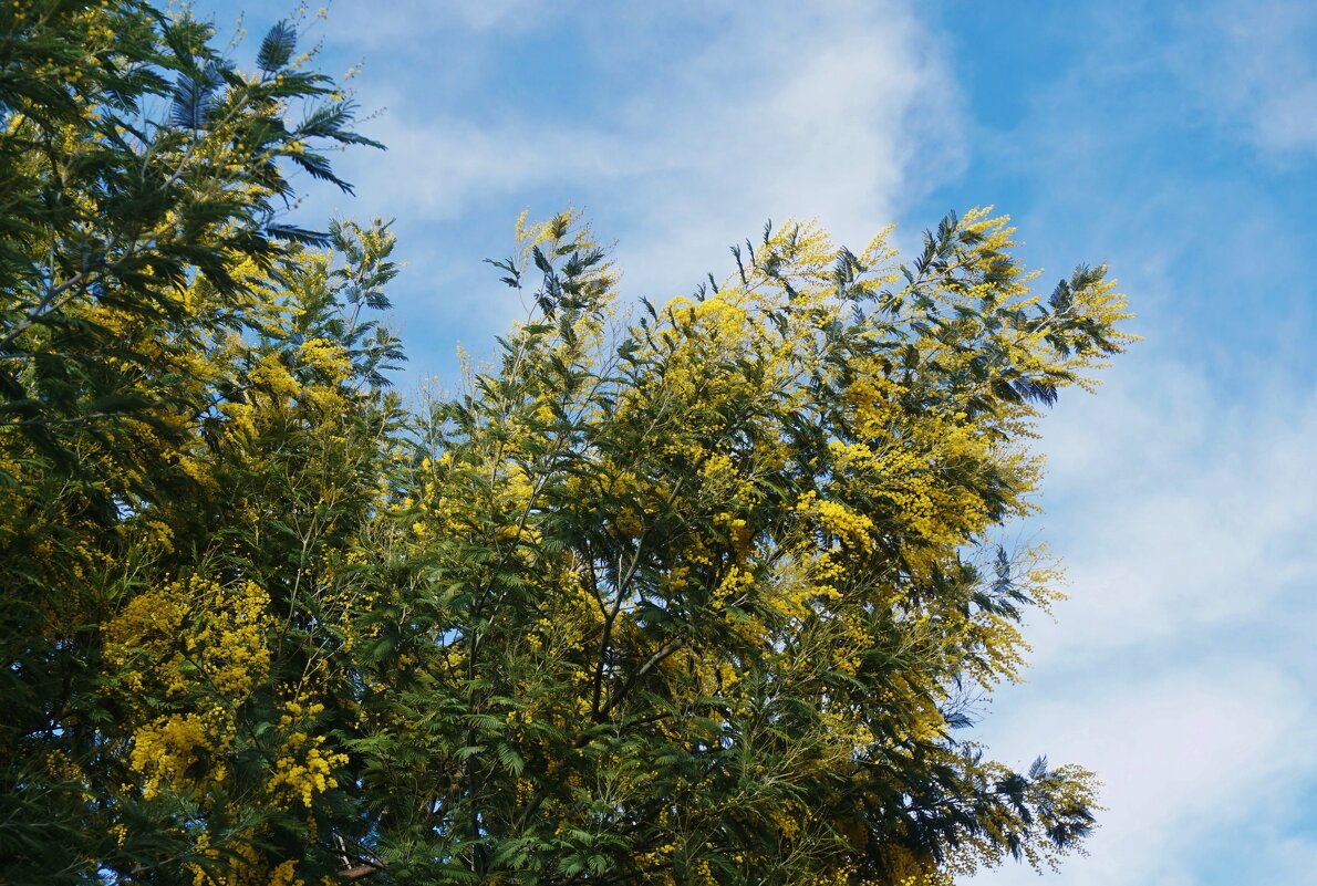 Мимоза на ПСОУ (граница Абхазии и России) - Nataly St. 