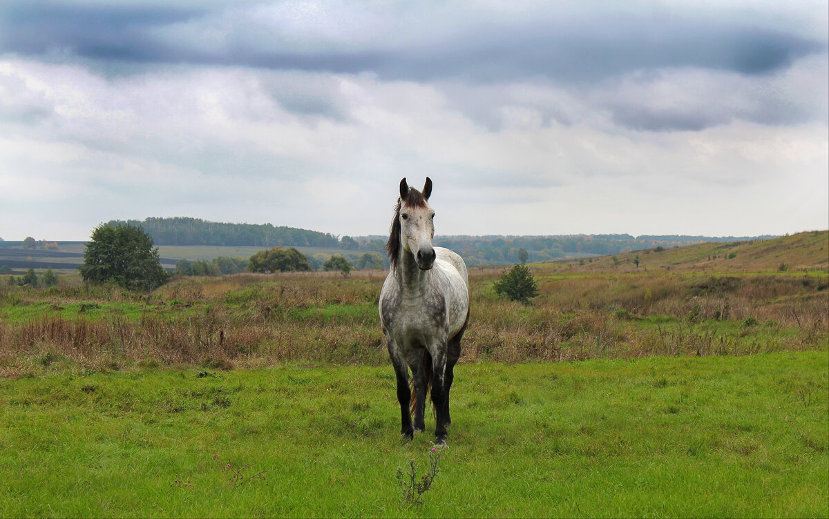 *** - Александр. AVG100 ---
