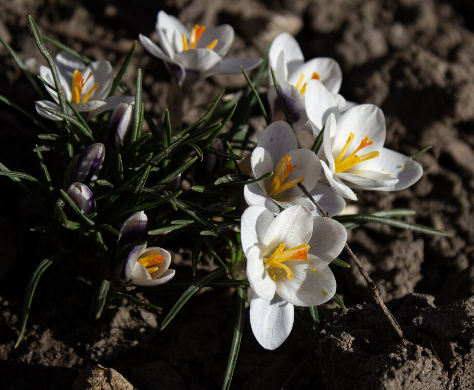 Весна. - Александр. AVG100 ---