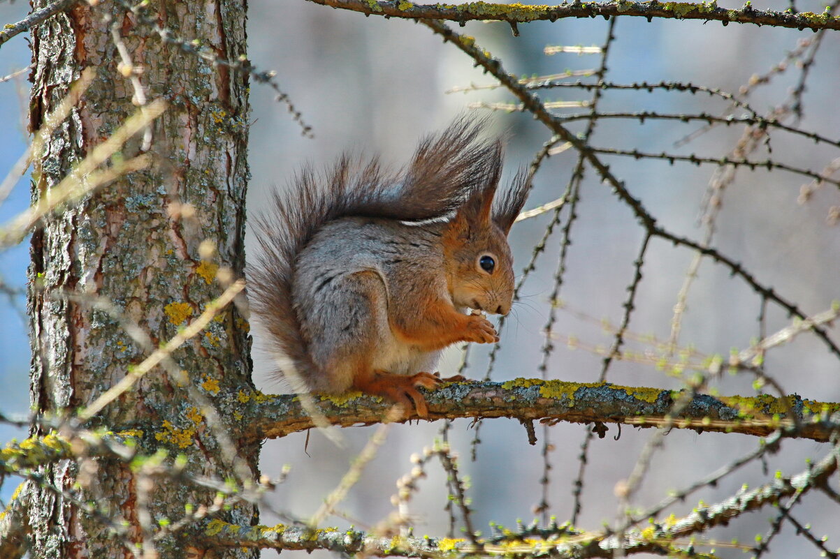 лесной житель... - Andrey Bragin 