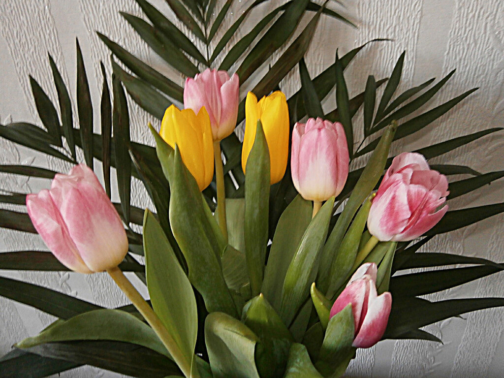 Мартовские тюльпаны - Алевтина 