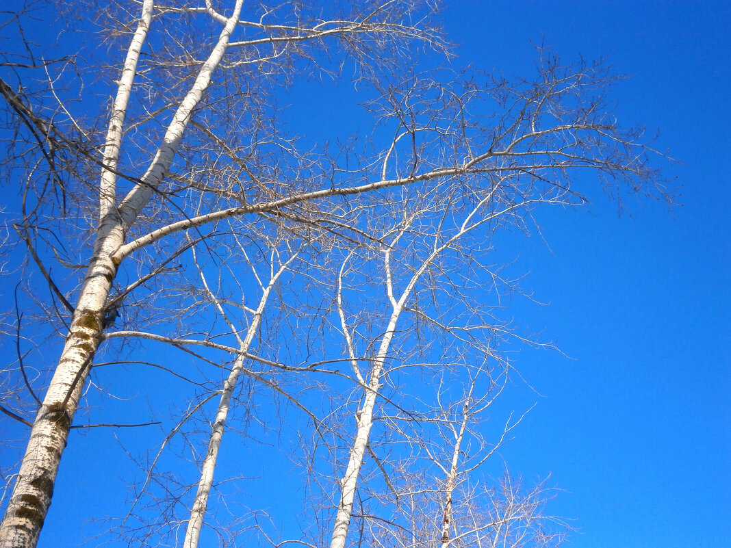 Весенняя лазурь - Алевтина 