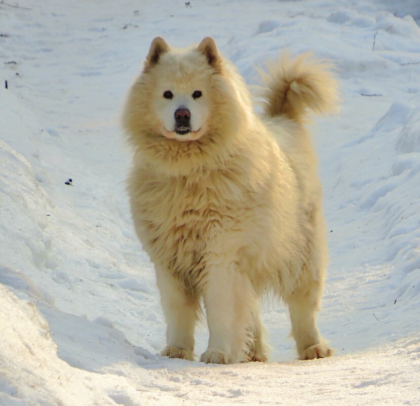 Встреча на дорожке - Андрей Снегерёв