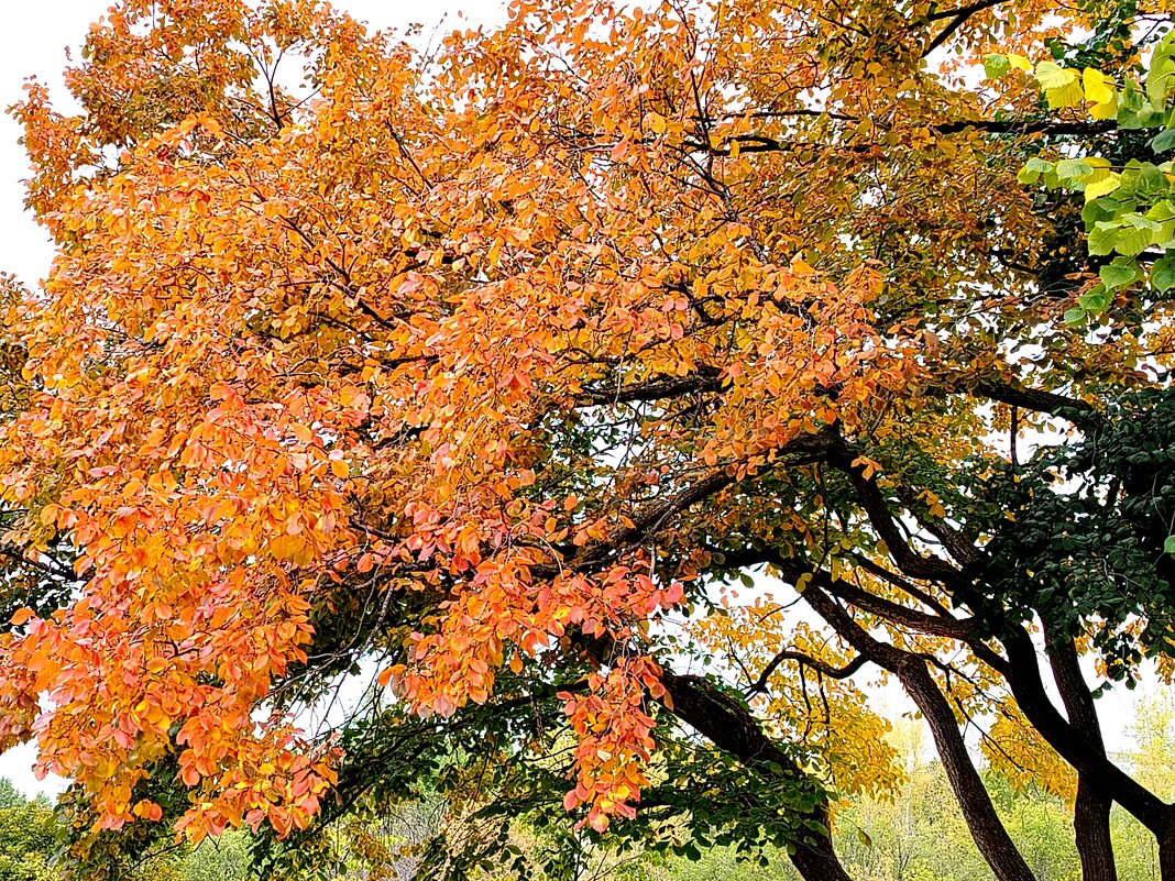 Золотое дерево - Надежда 