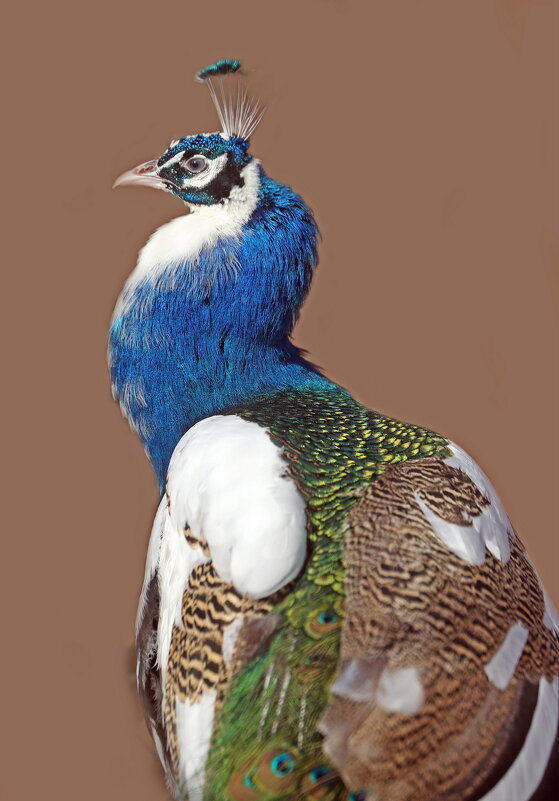 12 марта павлин - Михаил Бибичков