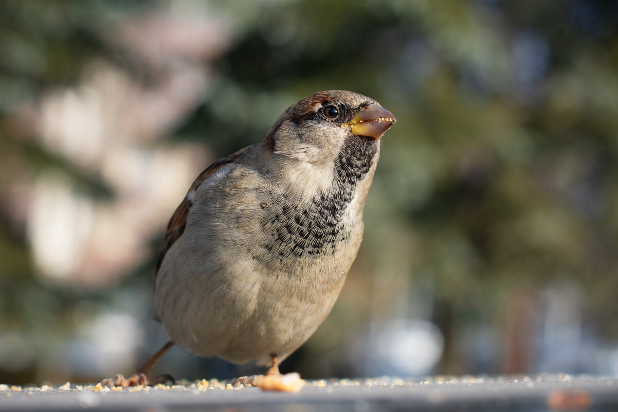 *** - Николай Чекалин