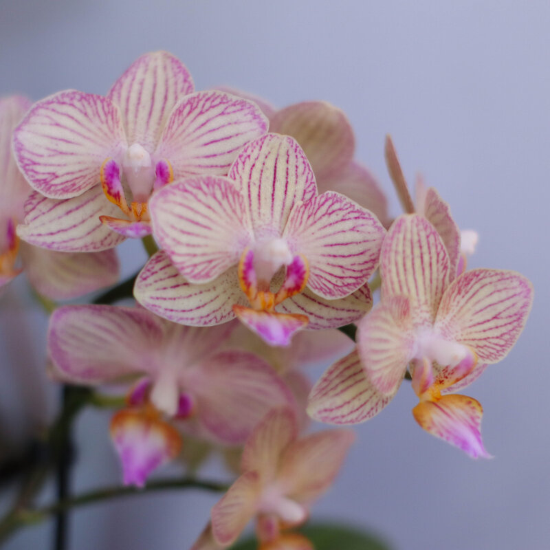 Орхидея мультифлора - Irene Irene