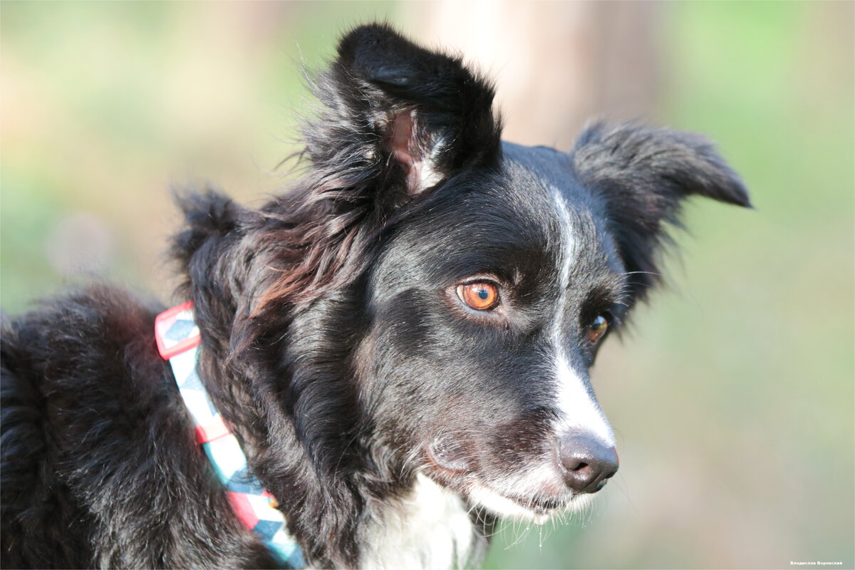 собака на прогулке 2026 - Владислав Воровский 