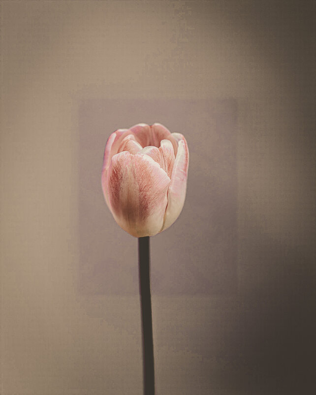Тюльпан - Илья Шенгелия