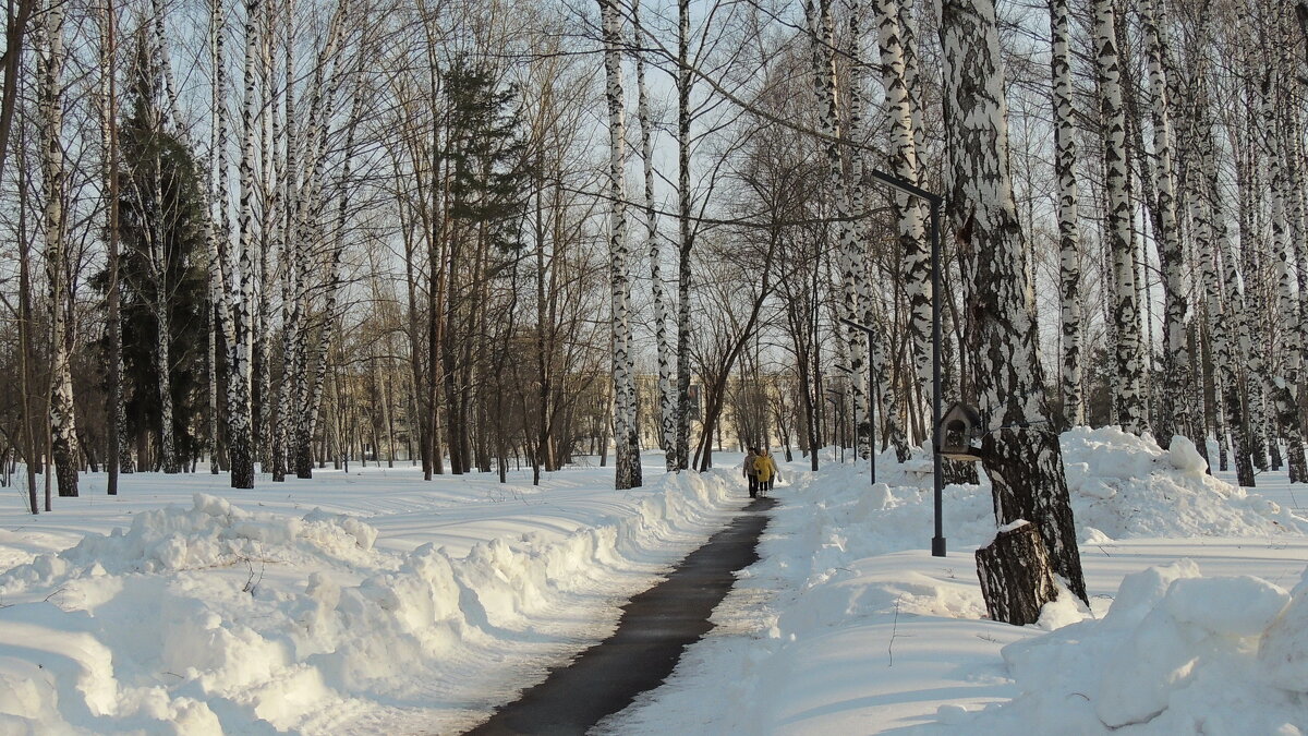 Метровые  сугробы в лесу - Вик Токарев