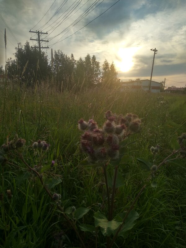 Летний вечер - Сергей Кочнев