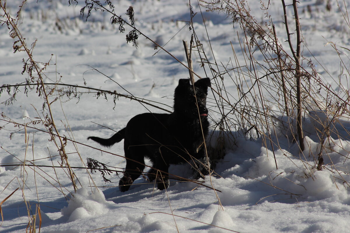 прогулка - Наталья Штанулина