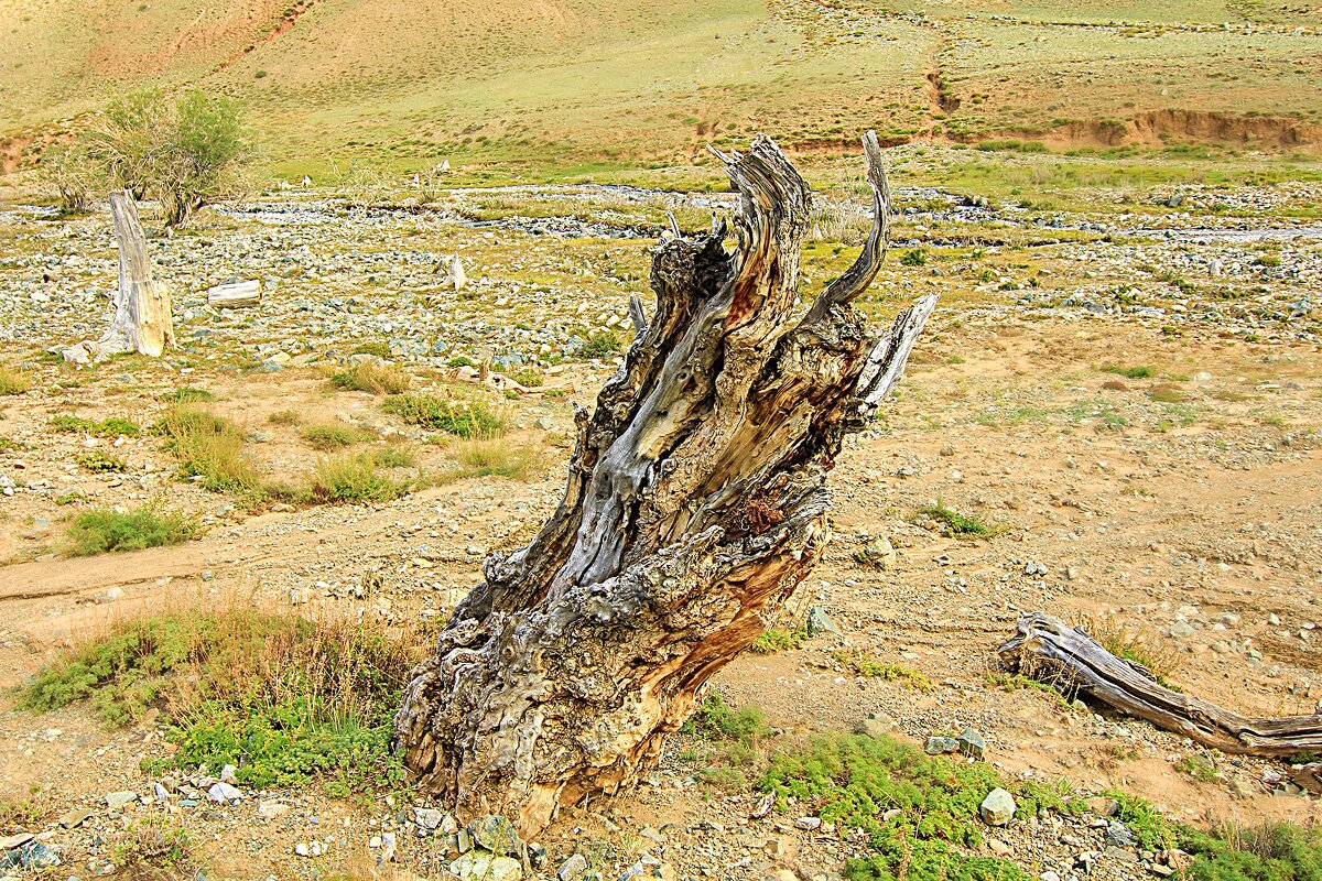 Дерево-старожил: история в каждом изгибе - Владимир Кириченко