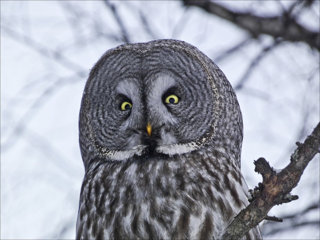 Глазки - пуговки - Валентина *