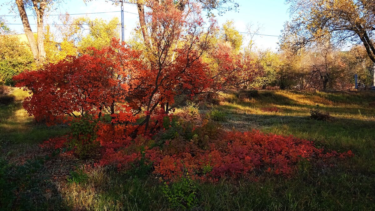 прекрасный октябрь - Елена Шаламова