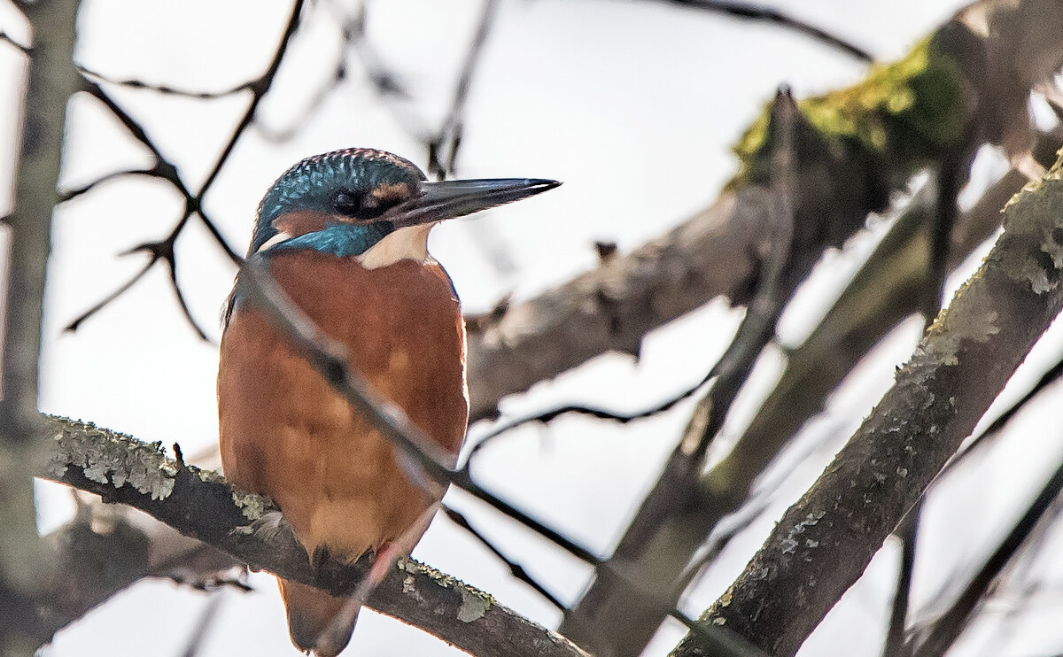 Зимородок. - Владимир Безбородов