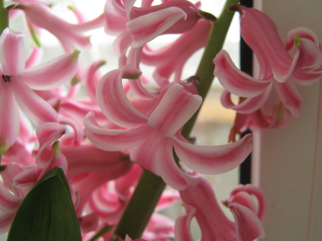 Гиацинта цветы - Елена Семигина