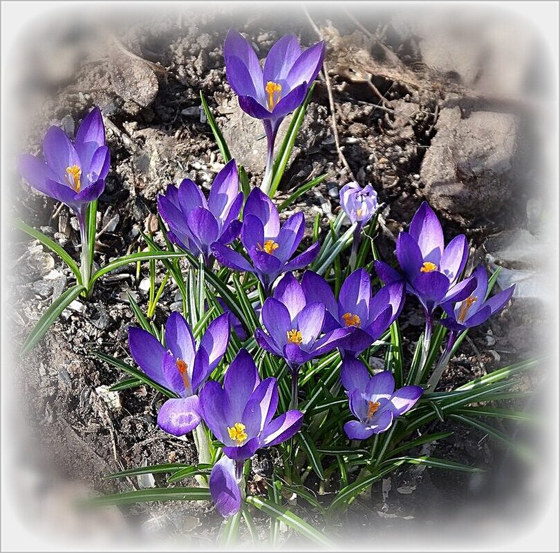Первые крокусы - Наталья ***