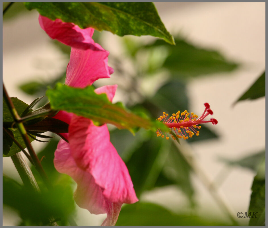 Цветок - Михаил Кобзев
