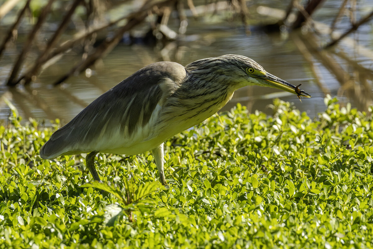 Жёлтая цапля. - Alexander Amromin