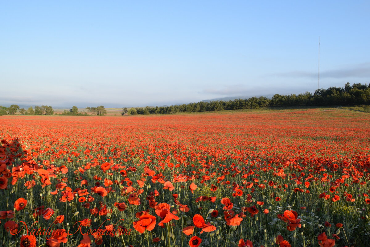 Природа Крыма - Изумительная Космея