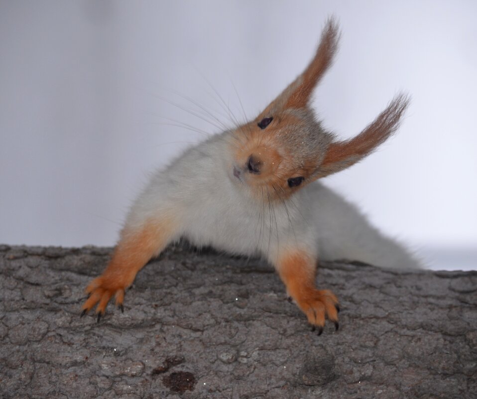 Ну привет, из Омска - Savayr 