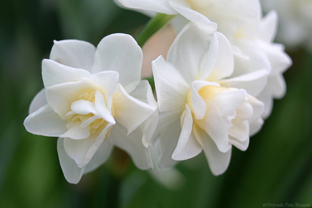 Нарциссы - Tina Kott