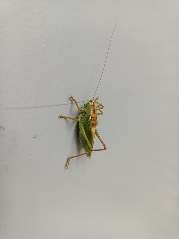 Коленками назад - Дмитрий П