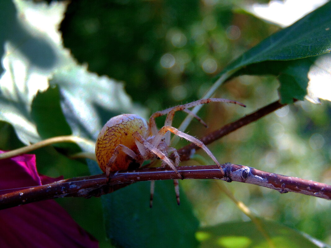 Притаился. - nadyasilyuk Вознюк