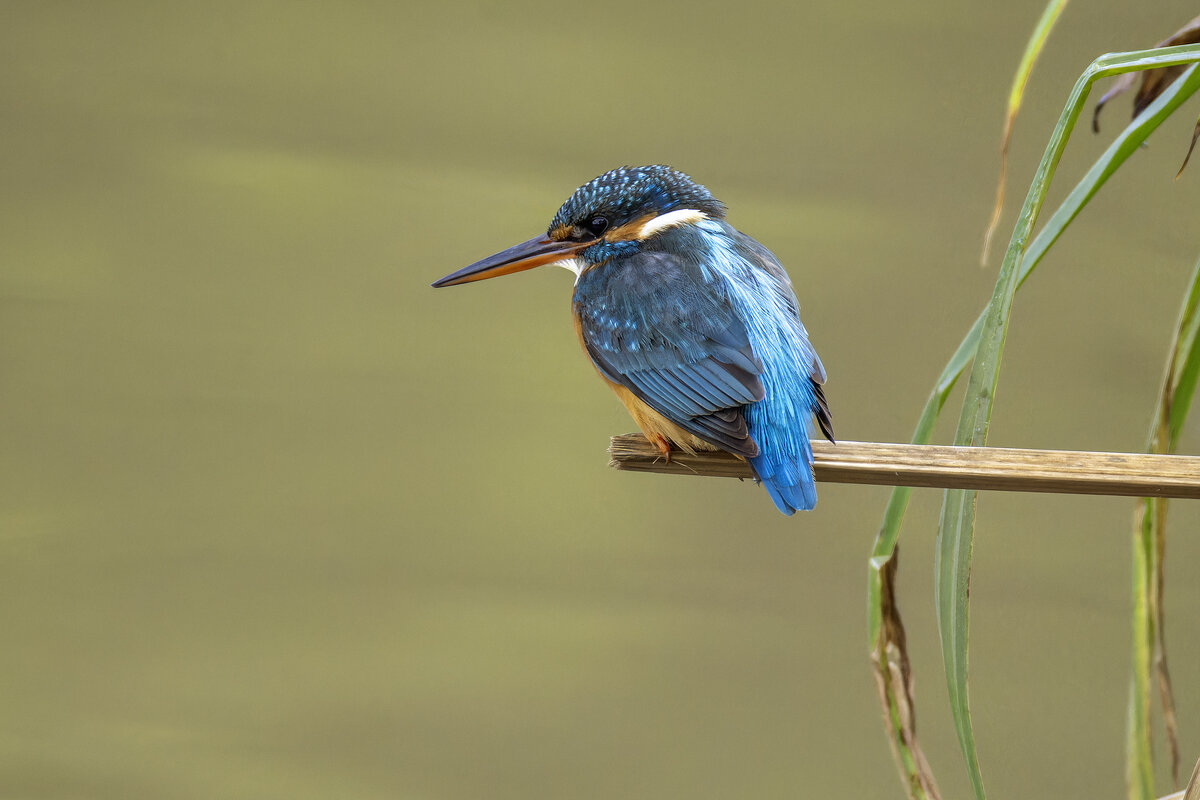 Зимородок. - Alexander Amromin