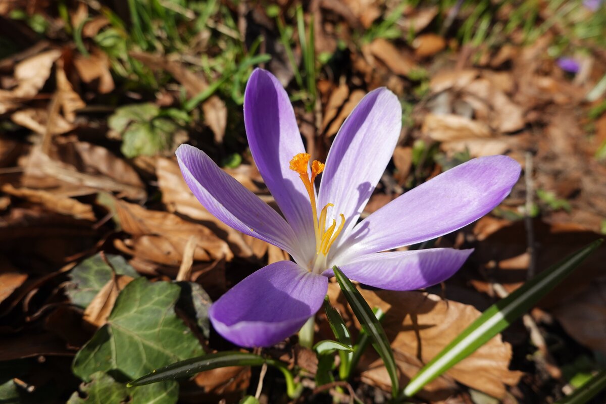 О Боже, как цветы и травы хороши!...... - Галина 