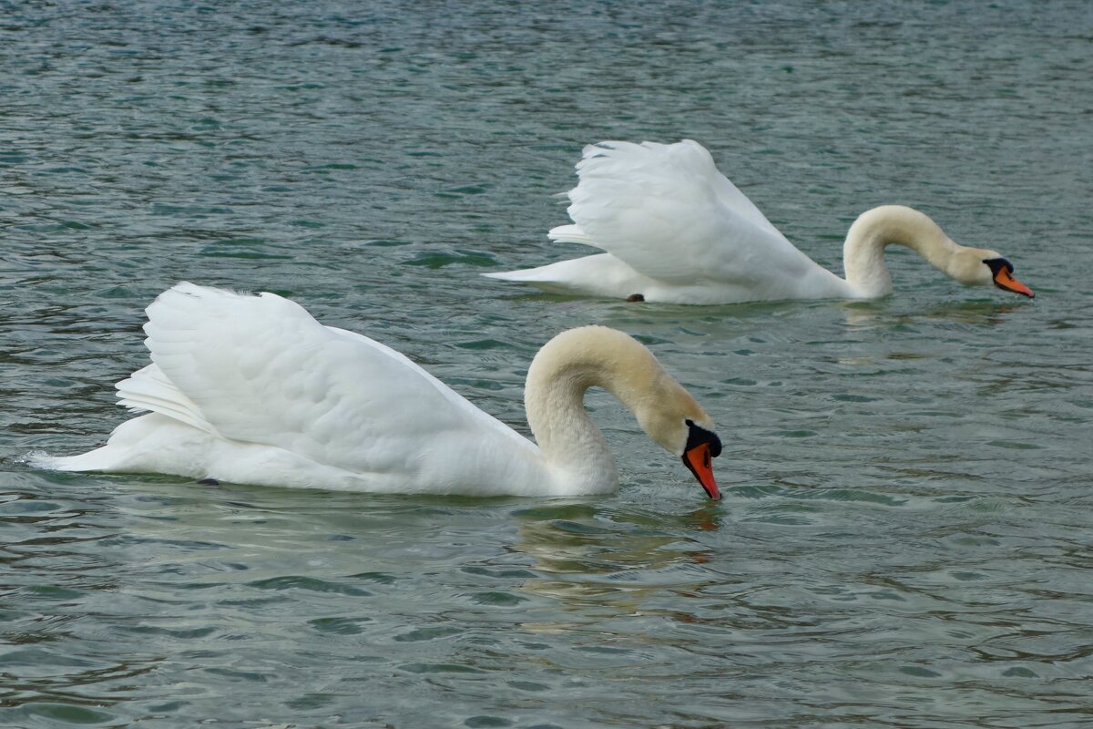 Белые лебеди - птицы прекрасные!... - Галина 