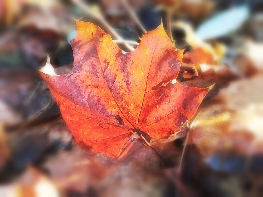 Прошлогодний лист осенний. - Лилия *