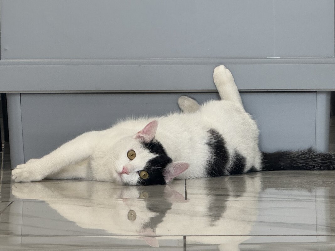 Балетная студия  - Анна Камс