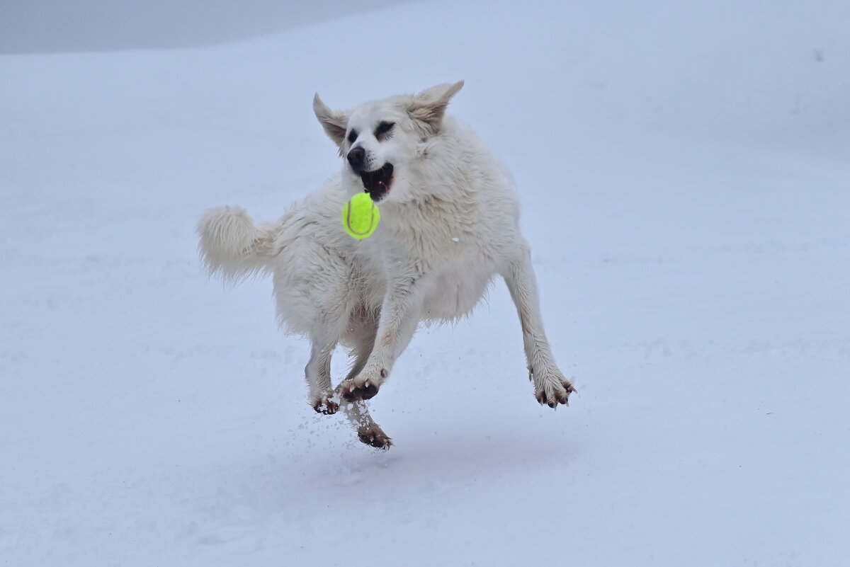 Алита - Светлана Ивановна