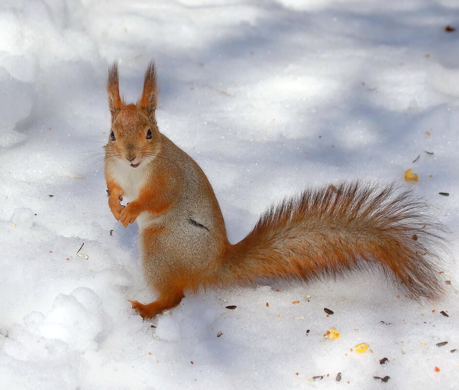 ...весна говоришь ... - Andrey Bragin 