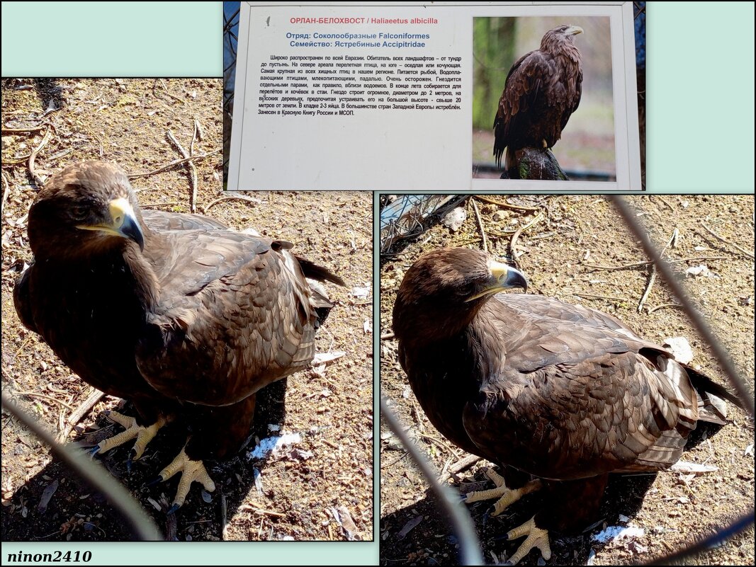 Орлан - Нина Бутко