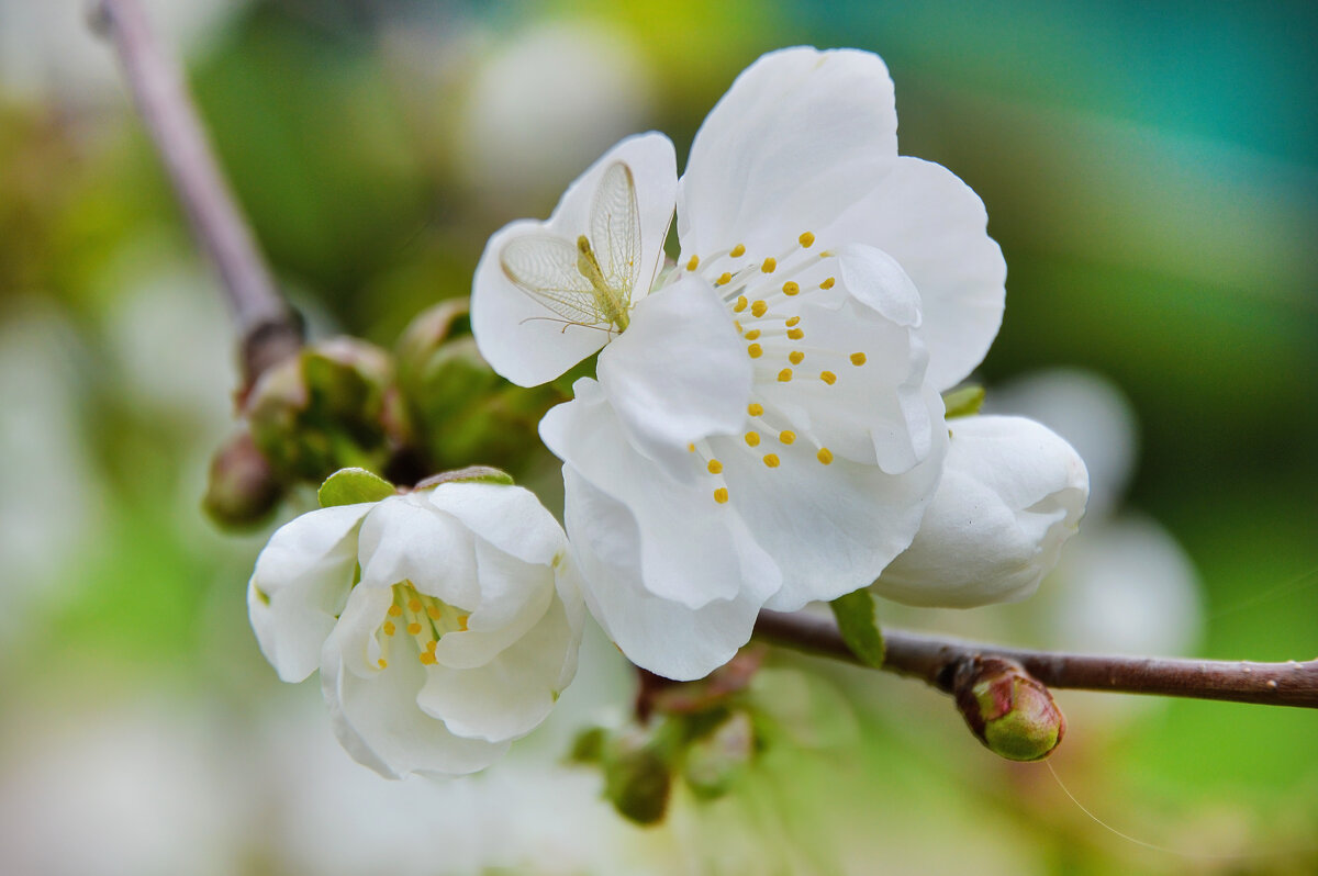 Вишня - Надежда Куркина 