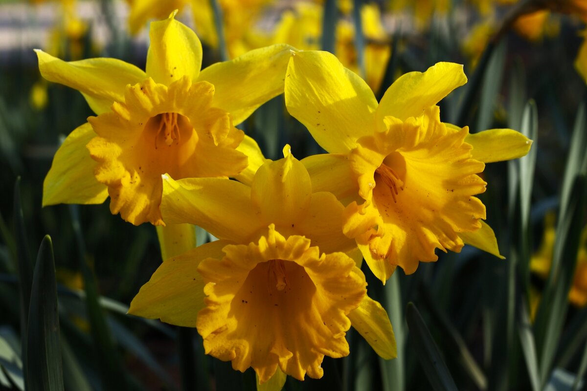 Пора нарциссов - Юрий. Шмаков