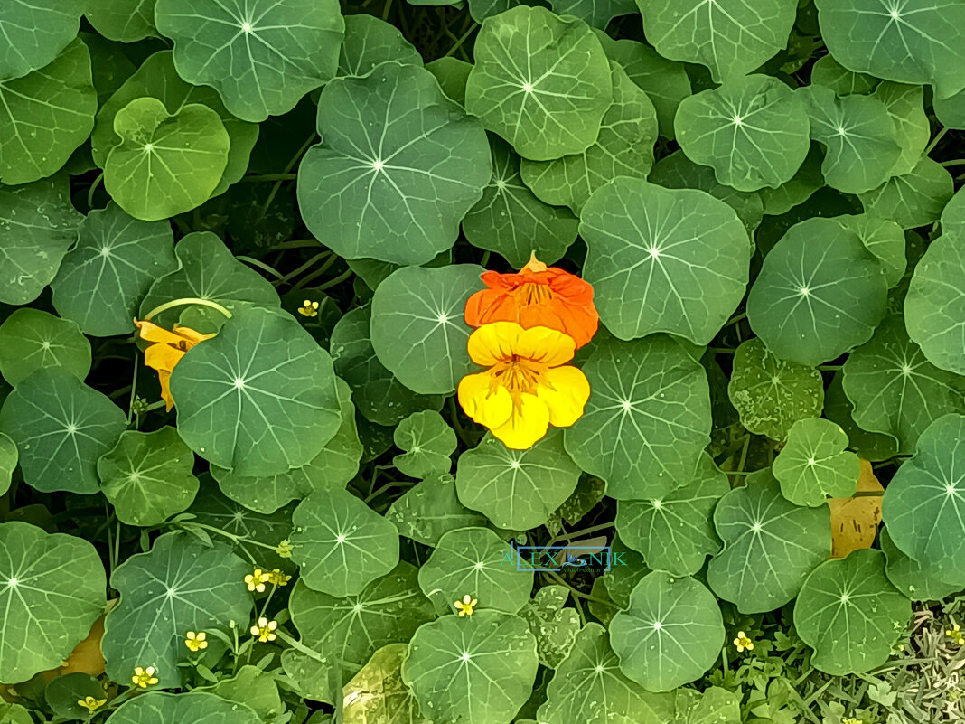 Насту́рция. - Argaman Табашник