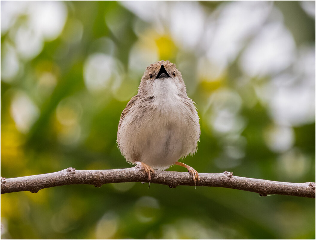 Приния изящная - Александр Григорьев