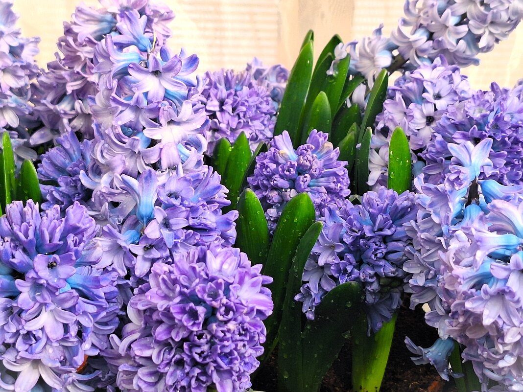 Гиацинты - Наталья 